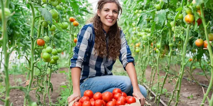 പി.ഇ.ഐയിൽ യുവ കർഷകർക്ക് കൈത്താങ്ങായി പുതിയ വായ്പാ പദ്ധതി; ഇനി കുറഞ്ഞ പലിശയ്ക്ക് ലോൺ ലഭിക്കും 1 PEI farmer