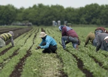 PEI ഭക്ഷ്യവ്യവസായം; വേതനം കുറയാനും നവീകരണം മന്ദഗതിയിലാകാനും സാധ്യത; TFW-കളുടെ എണ്ണം കുറയ്ക്കുന്നതിൽ ആശങ്ക