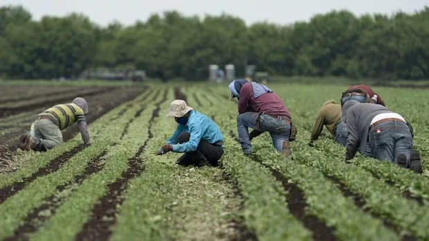PEI ഭക്ഷ്യവ്യവസായം; വേതനം കുറയാനും നവീകരണം മന്ദഗതിയിലാകാനും സാധ്യത; TFW-കളുടെ എണ്ണം കുറയ്ക്കുന്നതിൽ ആശങ്ക
