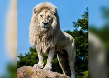 The zoo says the lion was given the name “Fintan” which means “little one,” and that Fintan was a favourite for many zoo workers and visitors.