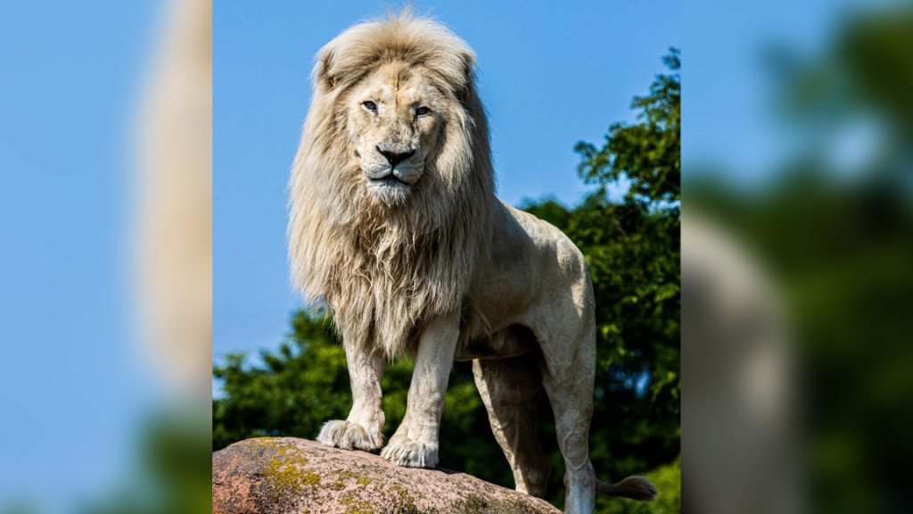 The zoo says the lion was given the name “Fintan” which means “little one,” and that Fintan was a favourite for many zoo workers and visitors.