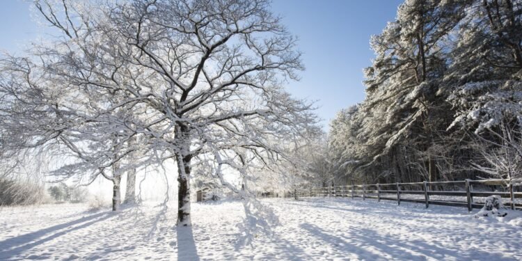 ഒന്റാരിയോയിൽ തീവ്രശൈത്യം; മരങ്ങളിൽ 'ഫ്രോസ്റ്റ് ക്രാക്ക്' പ്രതിഭാസത്തിന് സാധ്യതയെന്ന് മുന്നറിയിപ്പ് 1 ഒന്റാരിയോയിൽ തീവ്രശൈത്യം; മരങ്ങളിൽ ‘ഫ്രോസ്റ്റ് ക്രാക്ക്’ പ്രതിഭാസത്തിന് സാധ്യതയെന്ന് മുന്നറിയിപ്പ്