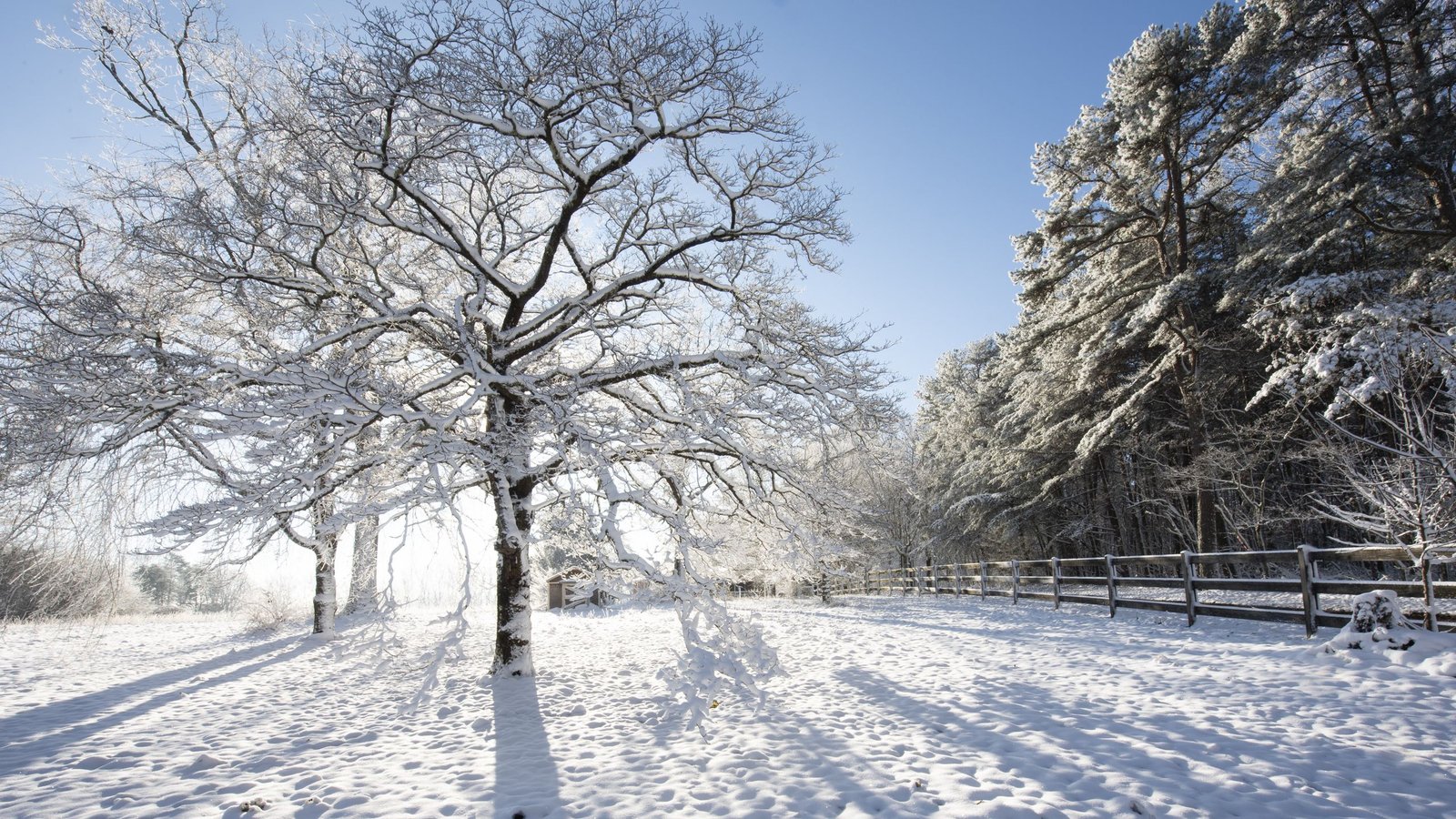 ഒന്റാരിയോയിൽ തീവ്രശൈത്യം; മരങ്ങളിൽ ‘ഫ്രോസ്റ്റ് ക്രാക്ക്’ പ്രതിഭാസത്തിന് സാധ്യതയെന്ന് മുന്നറിയിപ്പ്