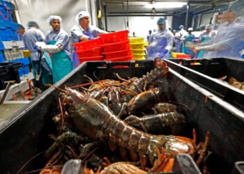 Lobsters are processed at the Sea Hag