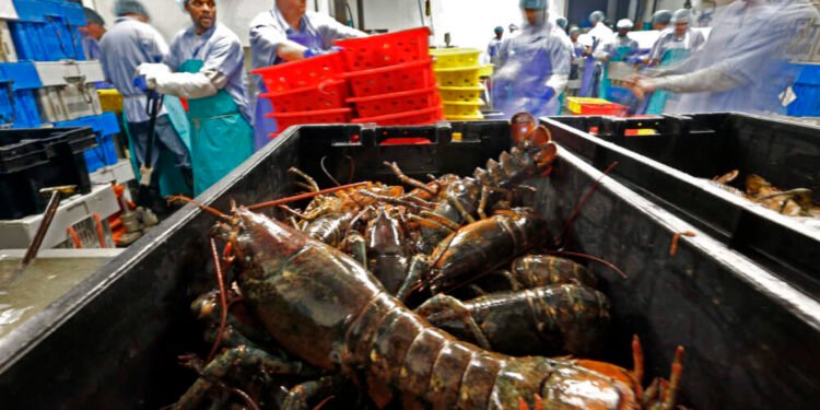 രാഷ്ട്രീയ തർക്കങ്ങൾ കടൽ കടക്കില്ല; കൈകോർത്ത് കാനഡയിലെയും അമേരിക്കയിലെയും ലോബ്സ്റ്റർ കർഷകർ 1 Lobsters are processed at the Sea Hag