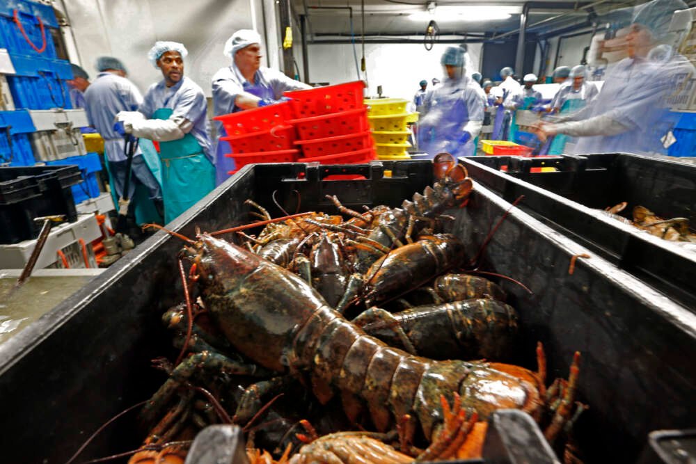 Lobsters are processed at the Sea Hag