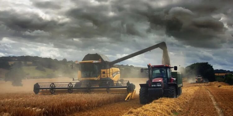 മാനിറ്റോബയിൽ ഗോതമ്പ് കൃഷി കുറയുന്നു; ചോളം ഉൾപ്പെടെയുള്ള ഇതര വിളകളിലേക്ക് ചുവടുമാറ്റി കർഷകർ