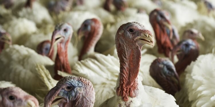 പെർത്ത് കൗണ്ടിയിൽ പക്ഷിപ്പനി സ്ഥിരീകരിച്ചു: 124,000 ടർക്കികളെ കൂട്ടത്തോടെ സംസ്കരിച്ചു