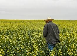 canola farm in canada