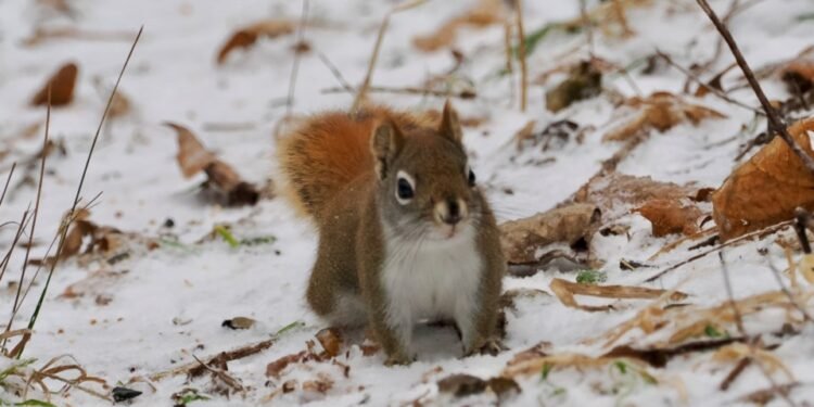 നയാഗ്രാ തീരങ്ങളിൽ ശൈത്യകാല വിരുന്നൊരുക്കി വന്യജീവി സാന്നിധ്യം; സഞ്ചാരികൾക്ക് കൗതുകമായി പ്രകൃതിദൃശ്യങ്ങൾ 1 niagara-shores