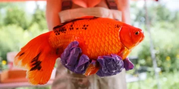 അക്വേറിയത്തിലെ സ്വർണ്ണമത്സ്യം വില്ലനാകുമോ? ജലാശയങ്ങളെ രക്ഷിക്കാൻ പുത്തൻ പരീക്ഷണവുമായി ഒരു കൂട്ടം വിദ്യാർത്ഥികൾ 2 അക്വേറിയത്തിലെ സ്വർണ്ണമത്സ്യം വില്ലനാകുമോ? ജലാശയങ്ങളെ രക്ഷിക്കാൻ പുത്തൻ പരീക്ഷണവുമായി ഒരു കൂട്ടം വിദ്യാർത്ഥികൾ