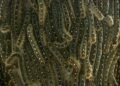 Caterpillars are a threat; Caterpillar numbers are rising sharply in Alberta; concerns in populated areas
