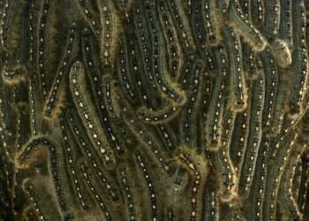 Caterpillars are a threat; Caterpillar numbers are rising sharply in Alberta; concerns in populated areas