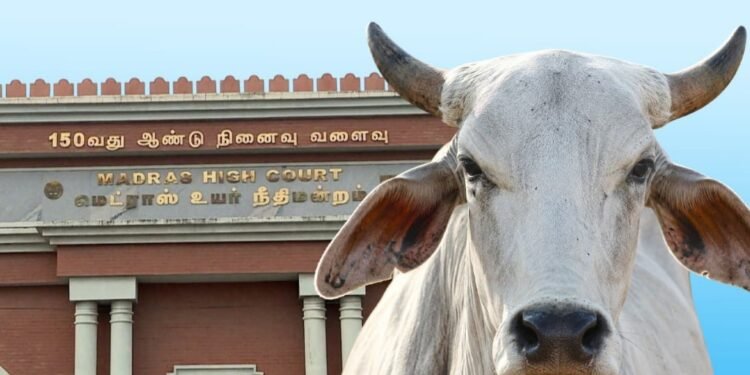 'ബക്രീദിന് മാത്രമല്ല, ഒരു ദിവസവും പാടില്ല'; തമിഴ്നാട്ടിൽ ഗോവധം പൂർണ്ണമായി നിരോധിച്ച് മദ്രാസ് ഹൈക്കോടതി 1 'Not just for Bakrid, but for any day'; Madras High Court completely bans cow slaughter in Tamil Nadu