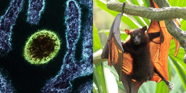 NipahVirus