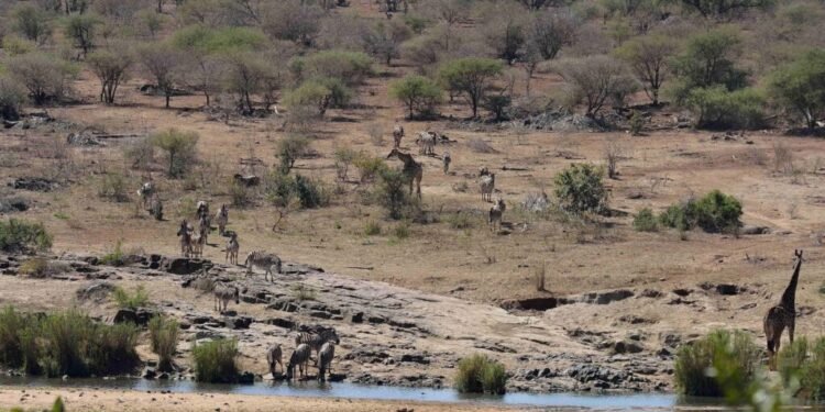 Canadian killed in South Africa wildlife park