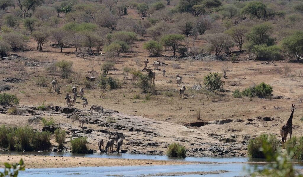 Canadian killed in South Africa wildlife park
