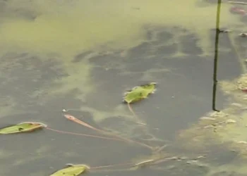 Summer heat intensifies; New Brunswick government issues warning regarding blue-green algae.