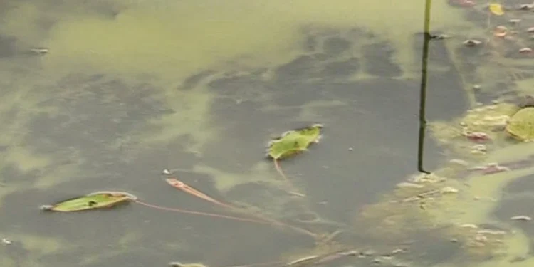 Summer heat intensifies; New Brunswick government issues warning regarding blue-green algae.