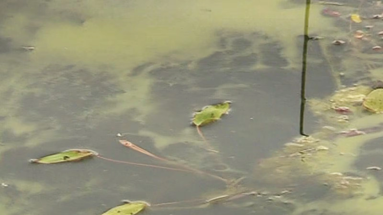 Summer heat intensifies; New Brunswick government issues warning regarding blue-green algae.