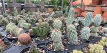 Online plant trade flouts laws; 655 protected plants seized in Canada in five years