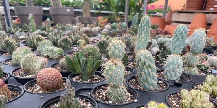 Online plant trade flouts laws; 655 protected plants seized in Canada in five years