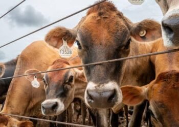 New World screwworm outbreak in America; Canada bans cattle from Texas