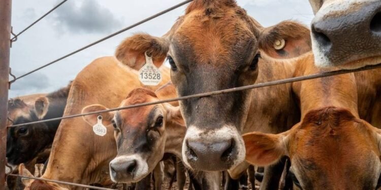 New World screwworm outbreak in America; Canada bans cattle from Texas