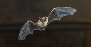 bat