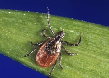 Tick reports are surging in Canada. These areas are most affected.