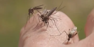 Saskatoon can expect to see more mosquitoes this spring, entomologist says
