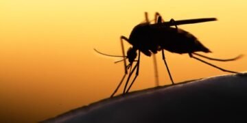 Scratching that bug bite might feel good at first but science explains why it’s a bad idea