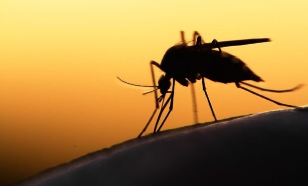 Scratching that bug bite might feel good at first but science explains why it’s a bad idea
