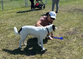 Good news for dog lovers: a new dog park has opened in Waverley West, featuring a dedicated area for small dogs.