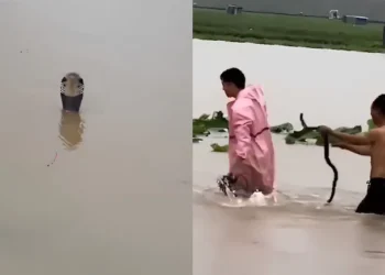ചൈനയിൽ കനത്ത പ്രളയം: ഫാമുകളിൽ നിന്ന് 900-ലധികം വിഷപ്പാമ്പുകൾ പുറത്തുചാടി; ഒരു മരണം 4 Severe floods in China: Over 900 venomous snakes escape from farms; one death.