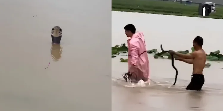 Severe floods in China: Over 900 venomous snakes escape from farms; one death.