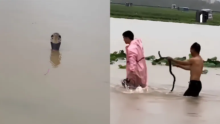 Severe floods in China: Over 900 venomous snakes escape from farms; one death.
