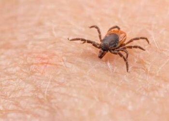 TICK