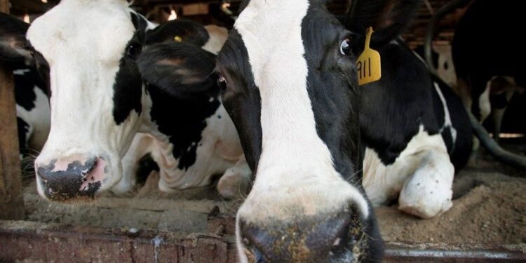US dairy tariffs