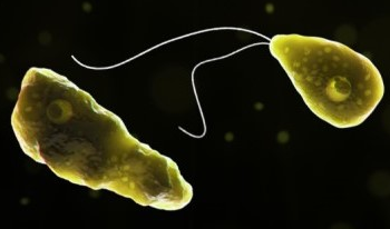Brain-Eating Amoeba