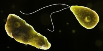 Brain-Eating Amoeba