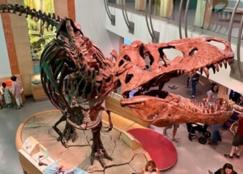 World’s Largest T. Rex;ലോകത്തിലെ ഏറ്റവും വലിയ ടി. റെക്സ്; ‘സ്കോട്ടി’യെ കണ്ടെത്തിയിട്ട് 35 വർഷം 2 largest T. rex