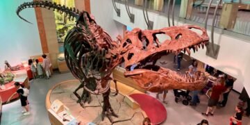 World’s Largest T. Rex;ലോകത്തിലെ ഏറ്റവും വലിയ ടി. റെക്സ്; ‘സ്കോട്ടി’യെ കണ്ടെത്തിയിട്ട് 35 വർഷം 4 largest T. rex