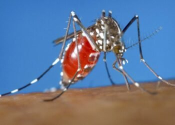 Tiger' mosquito