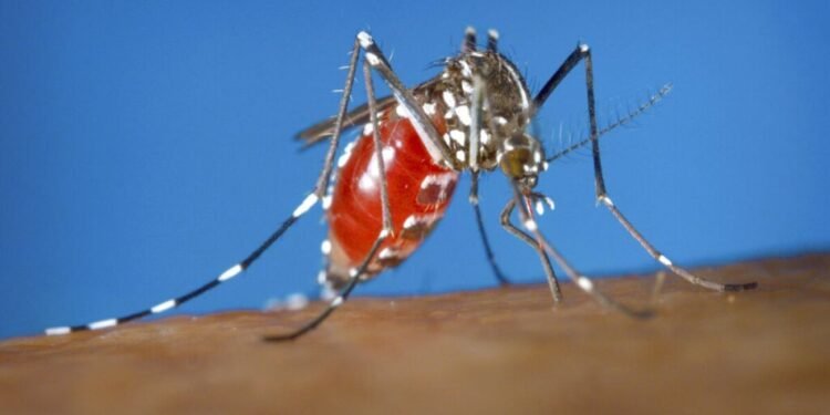 Tiger' mosquito