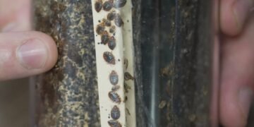 Bedbugs