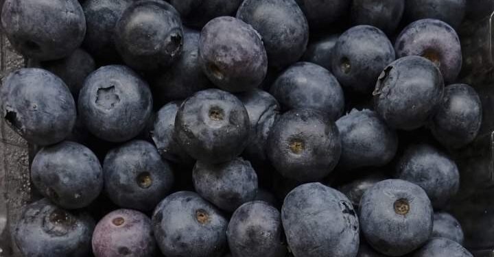 E. coli blueberries