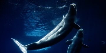 Niagara's Famous Marineland