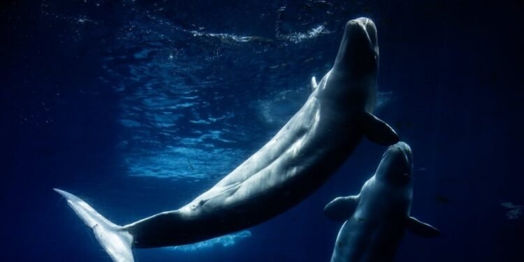 Niagara's Famous Marineland