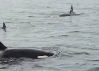 three orcas